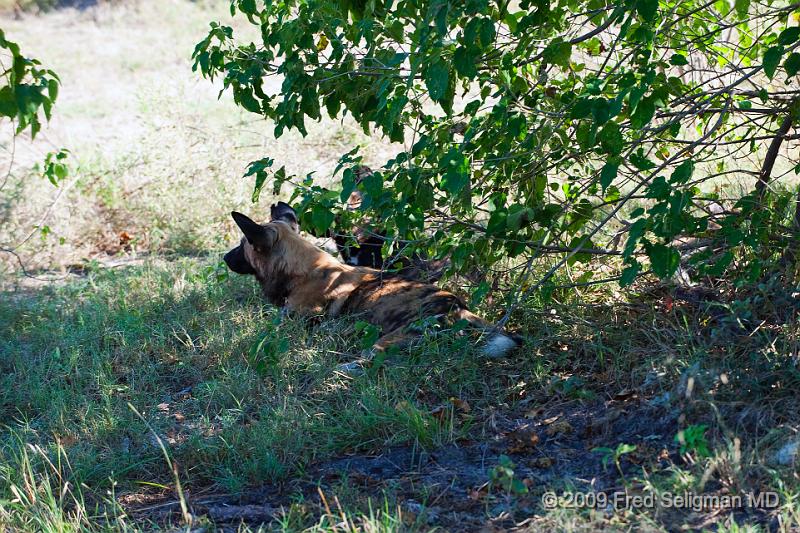 20090617_100218 D3 X1.jpg - The Wild Dog is endangered by human overpopulation, habitat loss and hunting factors.  They are losing the battle to competition from other animals.  Wild Dogs require a large hunting territory which can be provided by very few National Parks